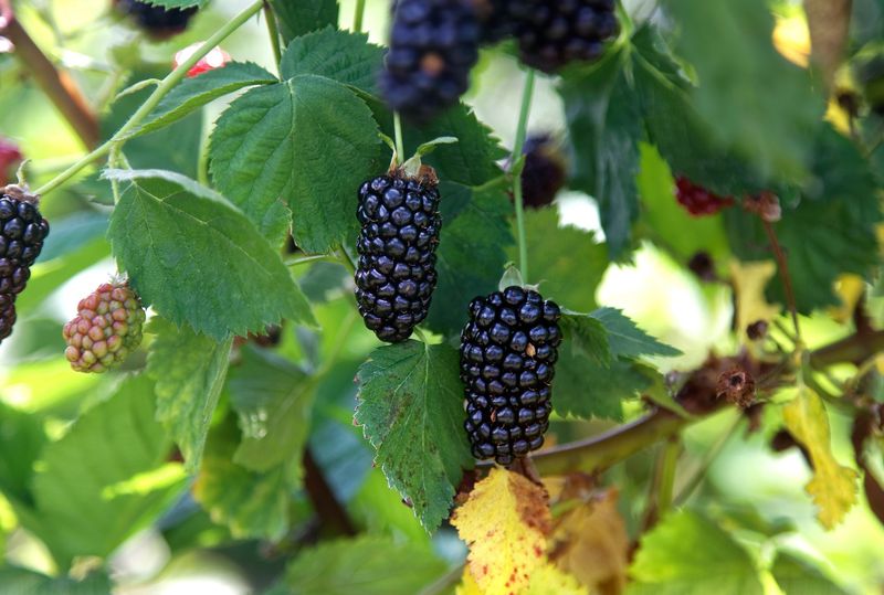 Blackberry Plant Natchez Thornless Semi Upright 1 Gallon Pot