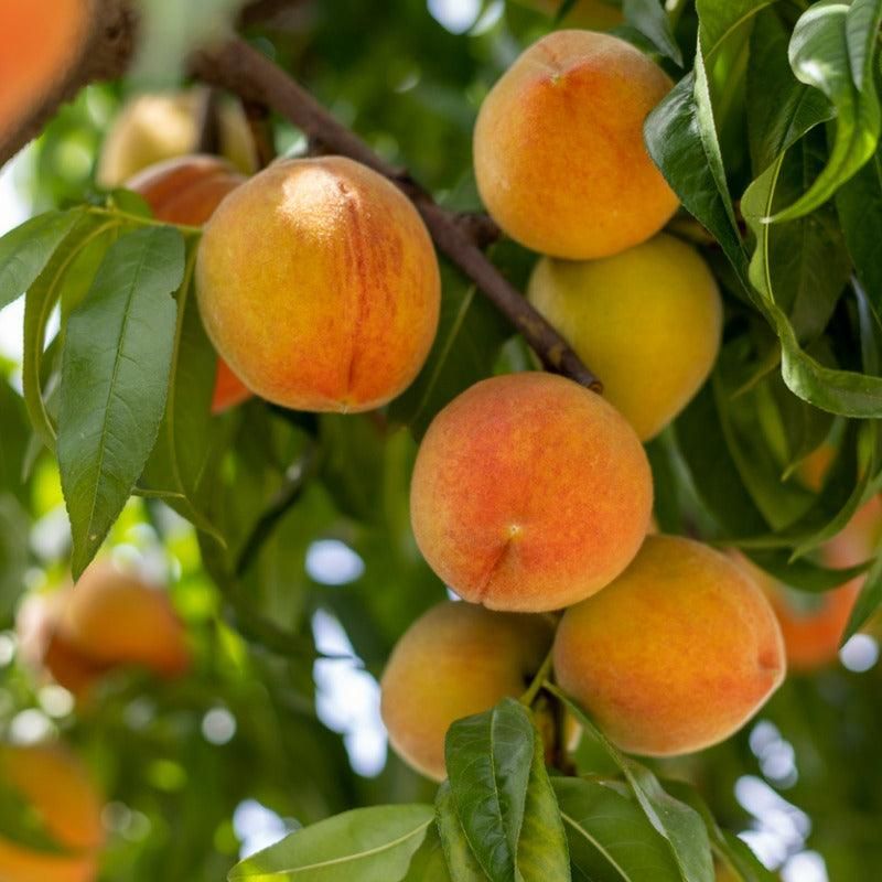 Peach Tree O&#39;Henry - 5 Gallon