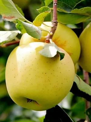 Apple Trees