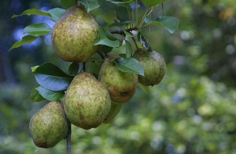 Pear Tree Keiffer - 5 Gallon