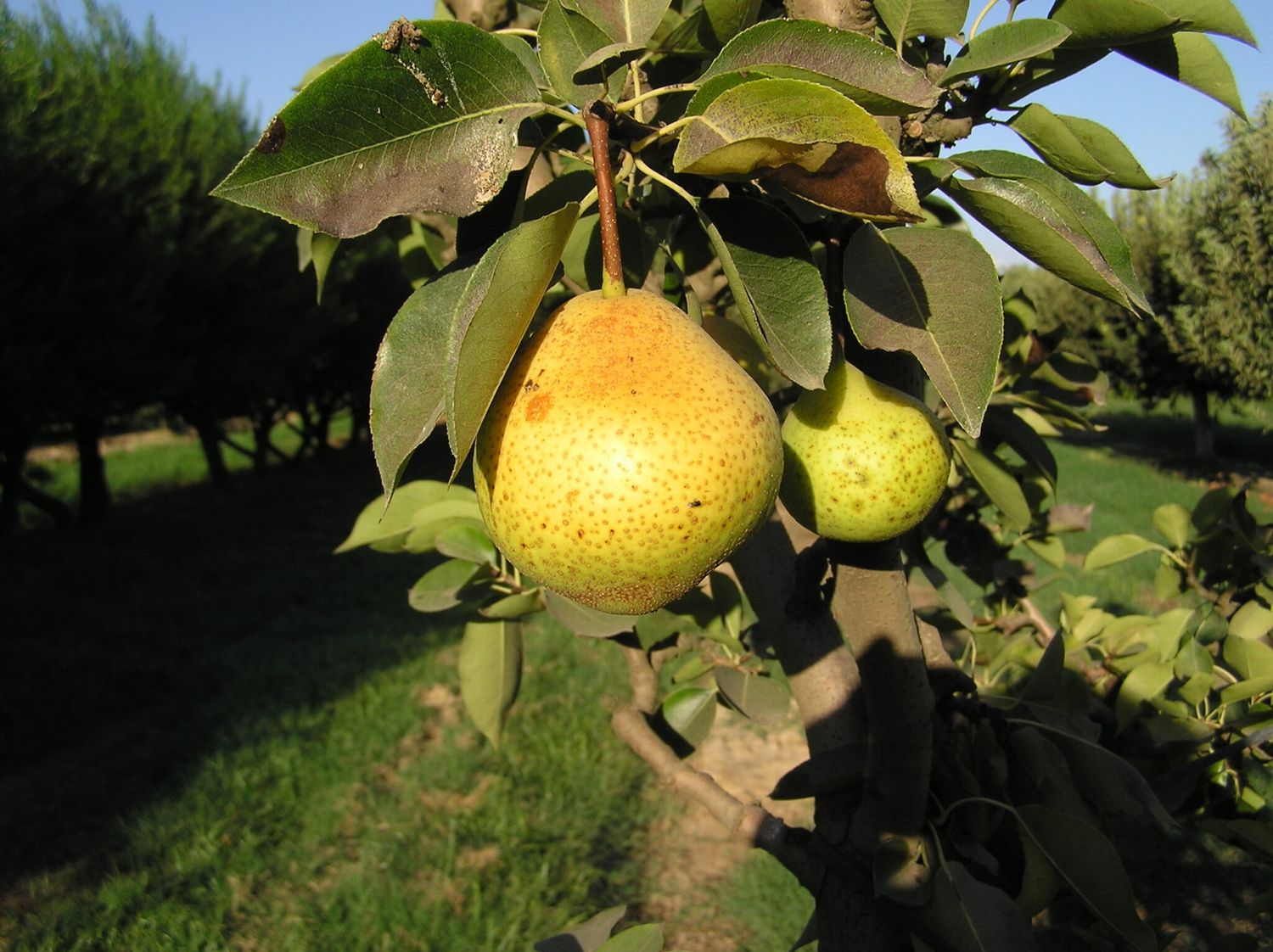 Pear Tree Orient - 5 Gallon