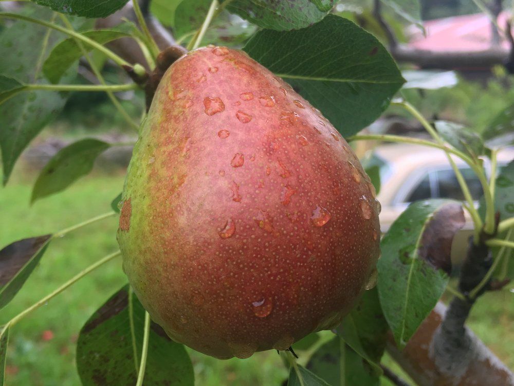 Pear Tree Moonglow - 5 Gallon