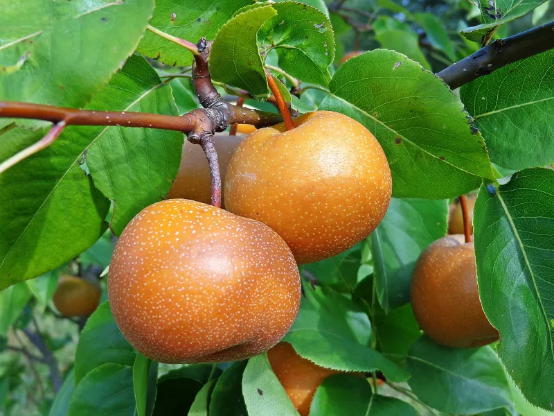 Pear Asian Tree Chojuro - 5 Gallon