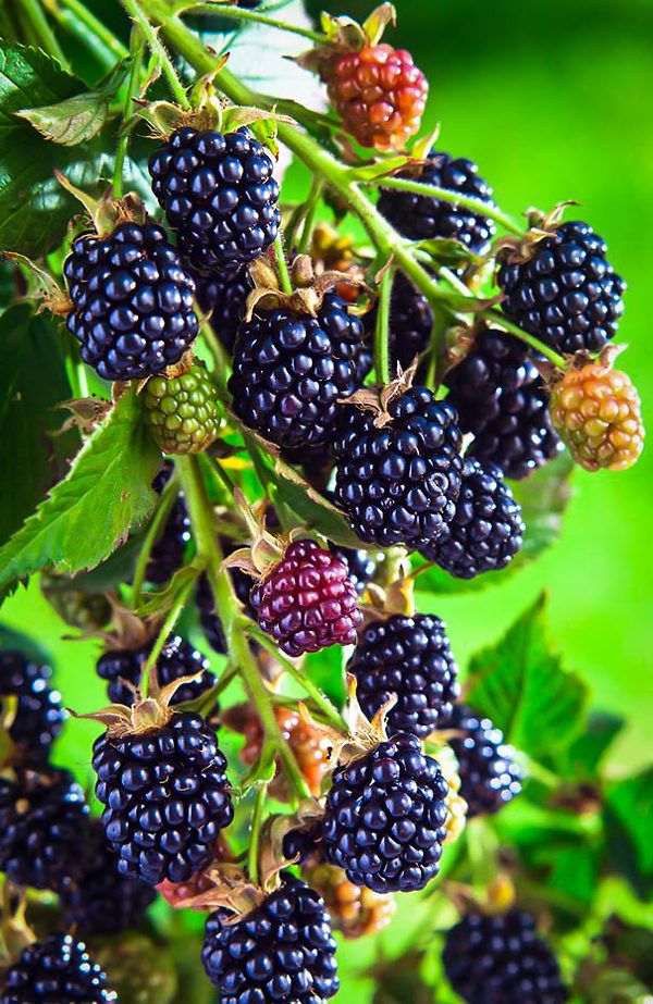 Blackberry Plant Arapaho - 1 Gallon