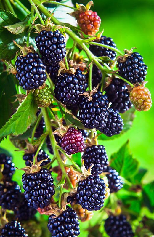 Blackberry Plant Arapaho - 1 Gallon
