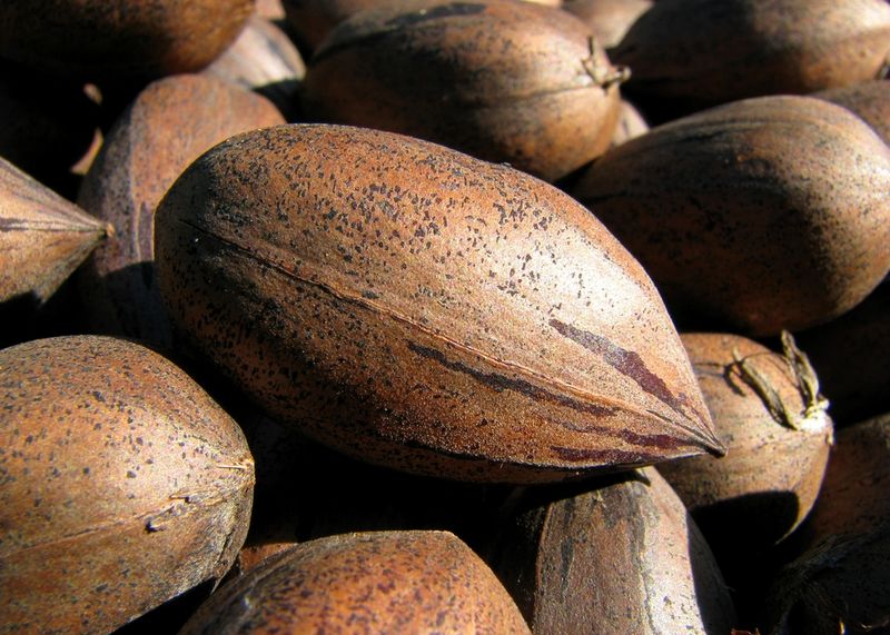 Pecan Tree Desirable - 5 Gallon