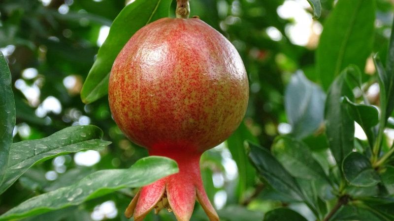 Pomegranate Tree Salavatski - 1 Gallon