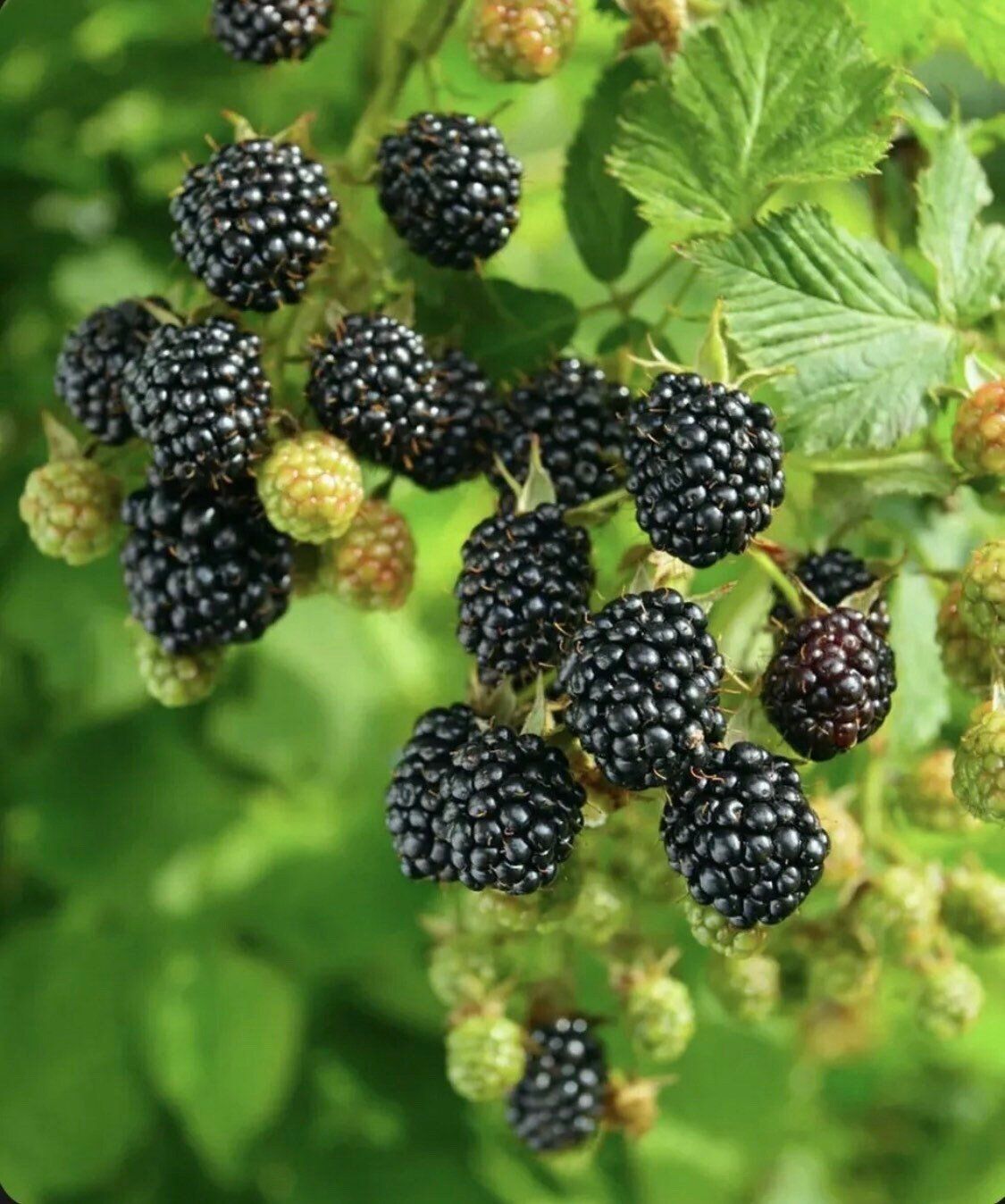 Blackberry Plant Sweet Ark Ponca - 1 Gallon