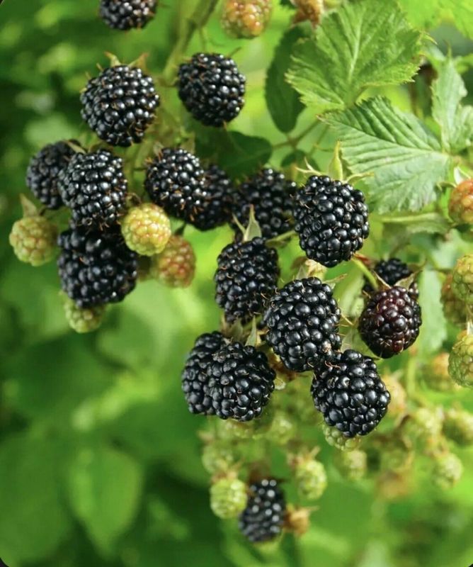 Blackberry Plant Sweet Ark Ponca - 1 Gallon