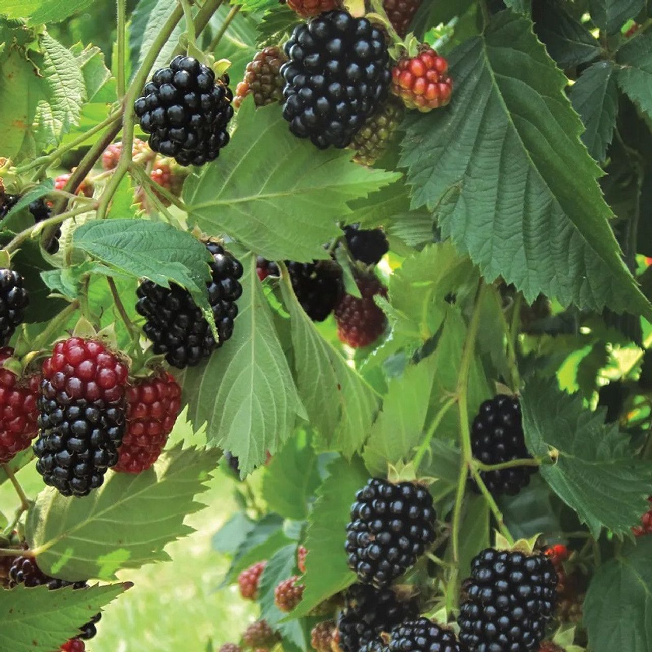 Blackberry Sweet Ark Traveler - 1 Gallon