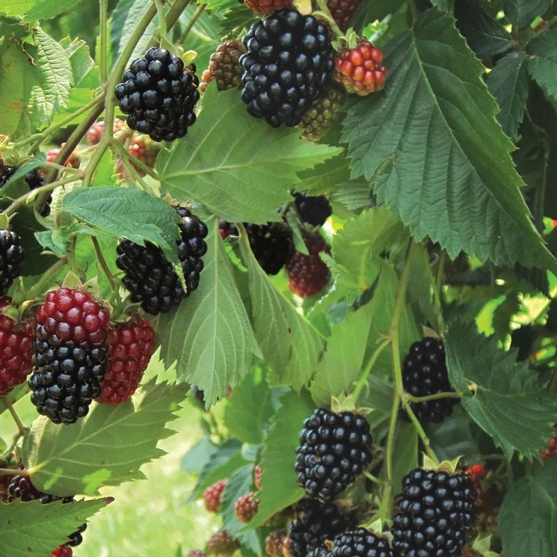 Blackberry Plant Prime Ark Traveler - 1 Gallon