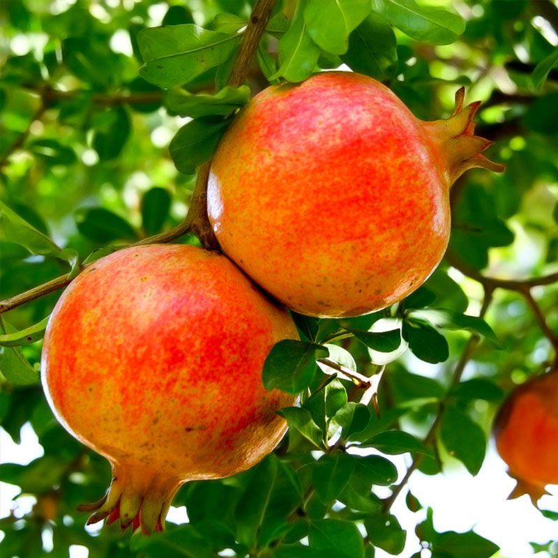Pomegranate Tree Sirenvyi - 1 Gallon
