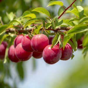 Plum Tree Au Rubrum - 5 Gallon
