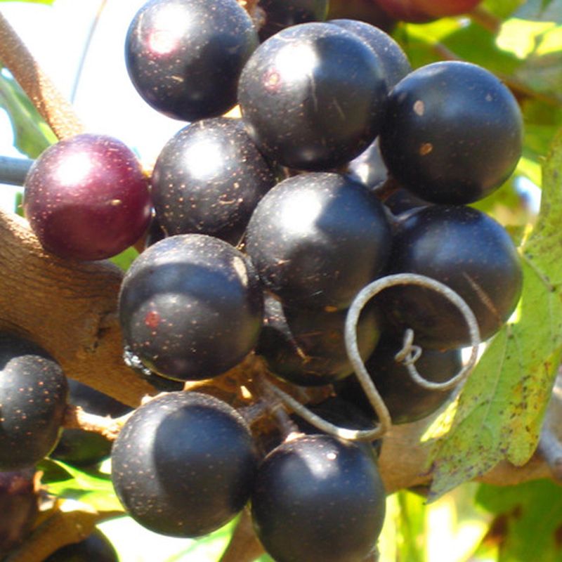 Muscadine Vine Alachua - 1 Gallon