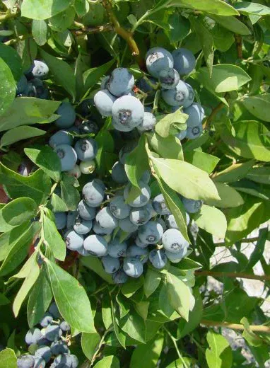 Blueberry Ochlockonee - 1 Gallon