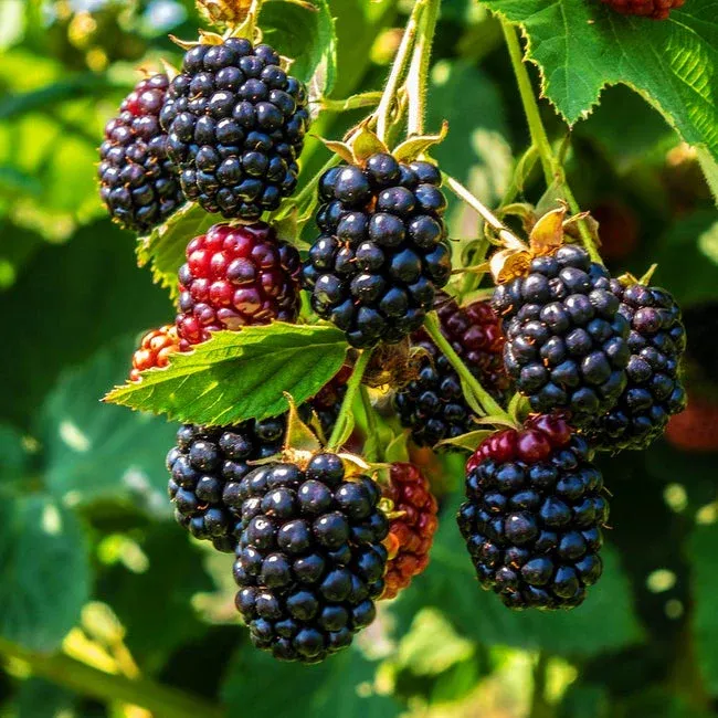 Blackberry Triple Crown - 1 Gallon