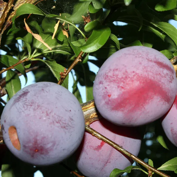 Plum Tree Methley - 5 Gallon