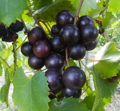 Muscadine Vine Cowart - 1 Gallon