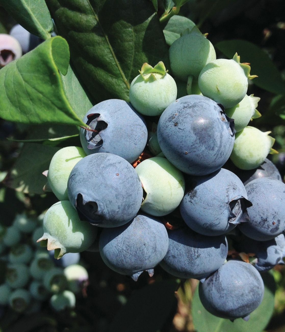 Blueberry Suziblue Highbush - 1 Gallon