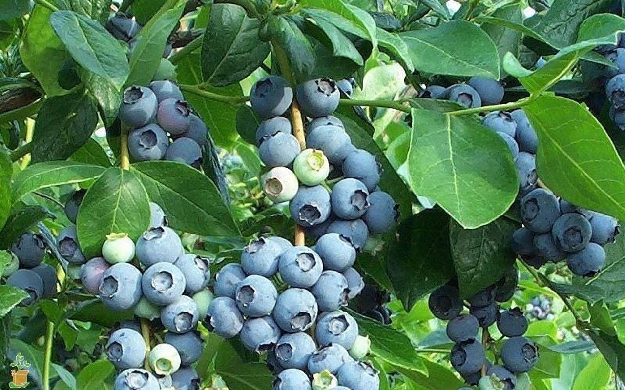 Blueberry Bush Tifblue - 1 Gallon