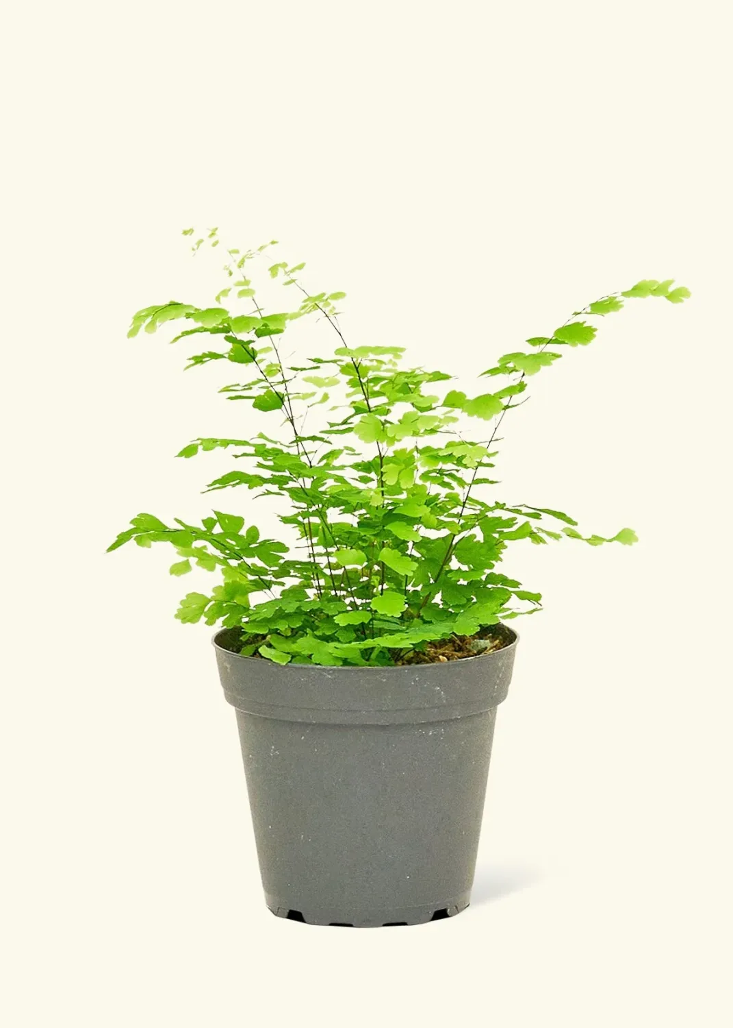Fern Maidenhair 4&quot; Pot