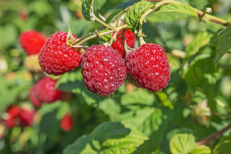 Raspberry Heritage - 1 Gallon
