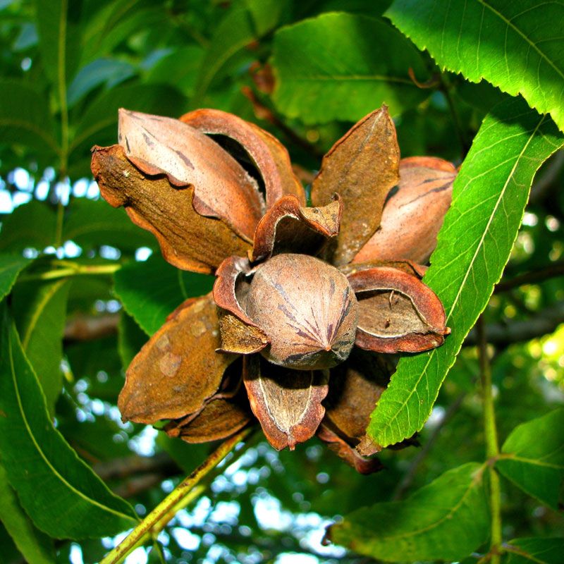 Pecan Tree Caddo - 5 Gallon