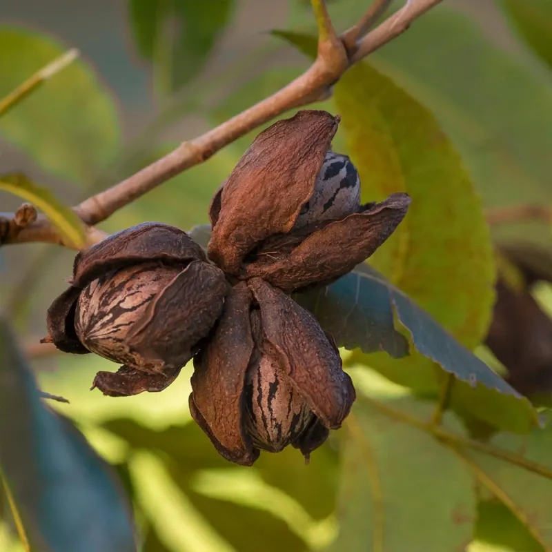 Pecan Tree Pawnee - 5 Gallon