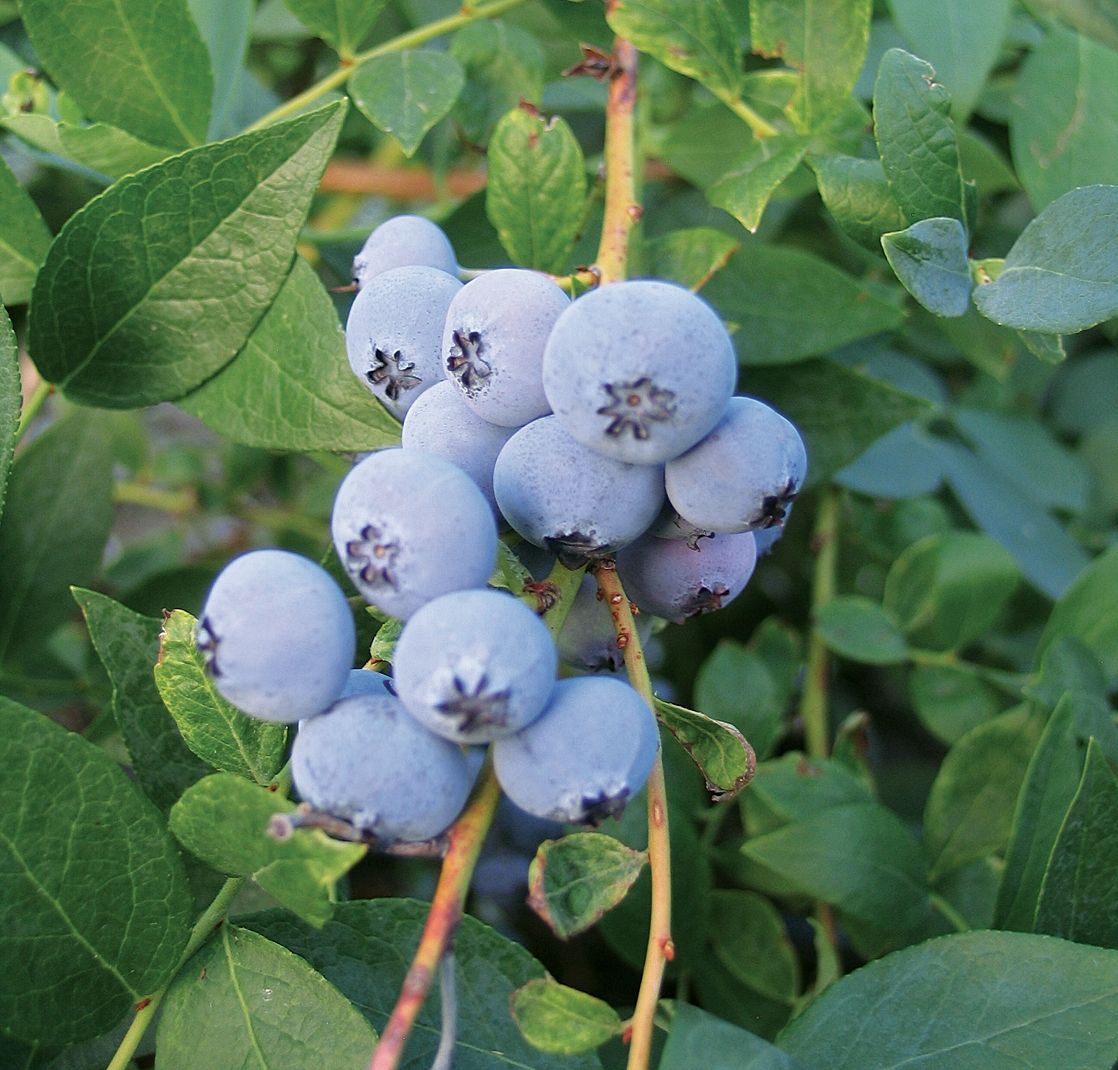 Blueberry Bush Biloxi - 1 Gallon
