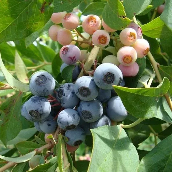 Blueberry Bush Brightwell - 1 Gallon