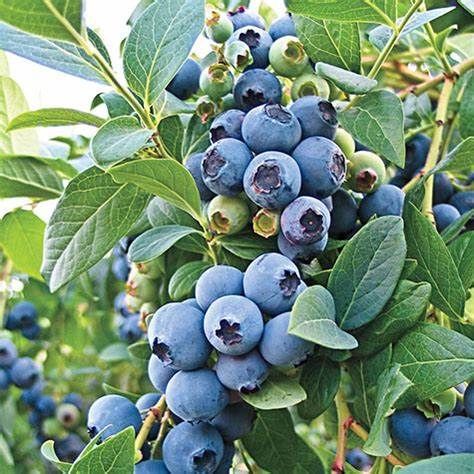 Blueberry Bush O&#39;Neal - 1 Gallon