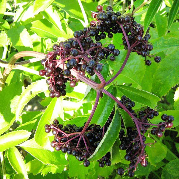 Elderberry Tree York 1 Gallon