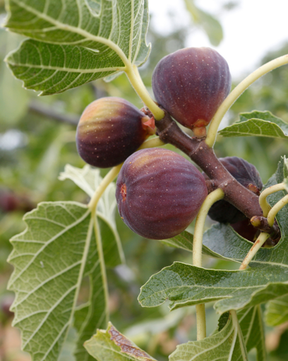 Fig Tree Celeste - 1 Gallon