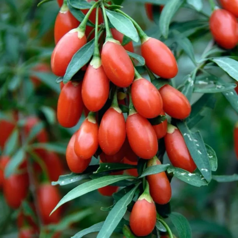 Goji Berry Bush - 1 gallon pot
