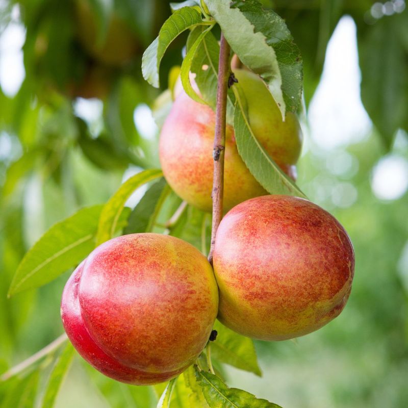 Nectarine Tree Karla Rose - 5 Gallon