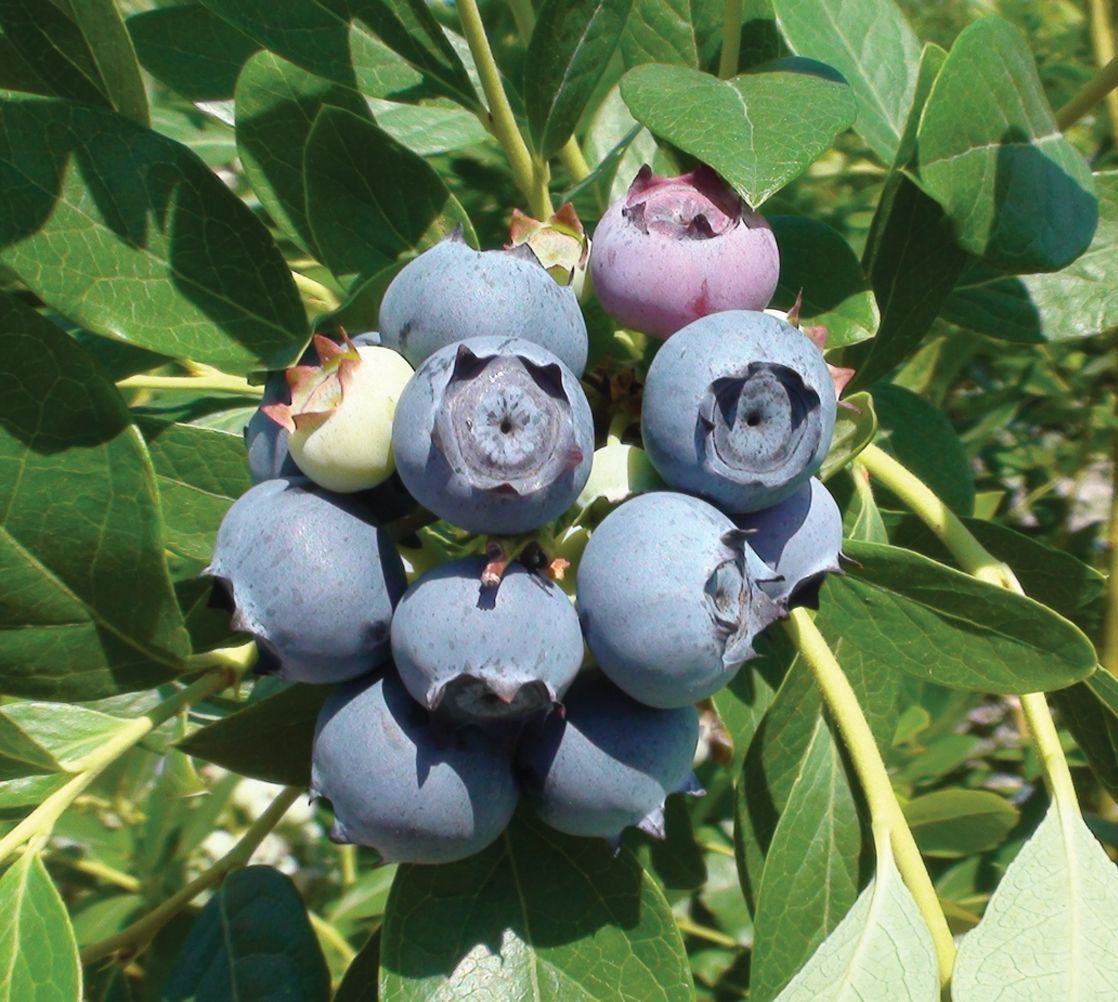 Blueberry Bush Star Highbush - 1 Gallon