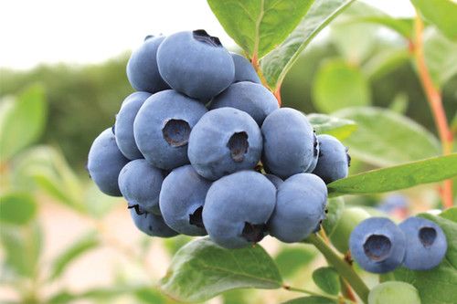 Blueberry Vernon - 1 Gallon