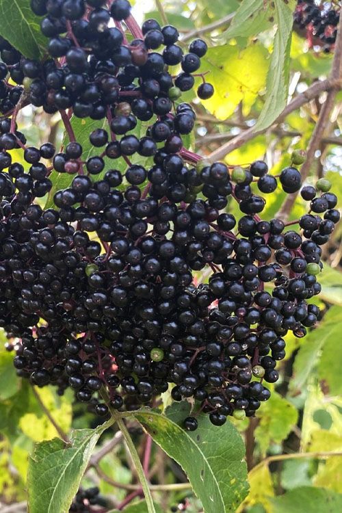 Elderberry Tree Ranch 1 Gallon