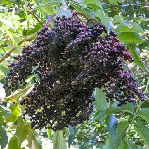 Elderberry Tree Wyldewood 1 Gallon