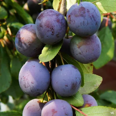 Misc. Fruit Trees