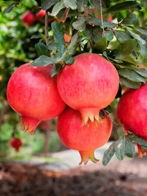 Pomegranates