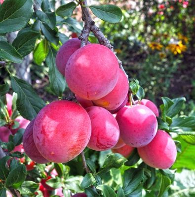 Plum Trees