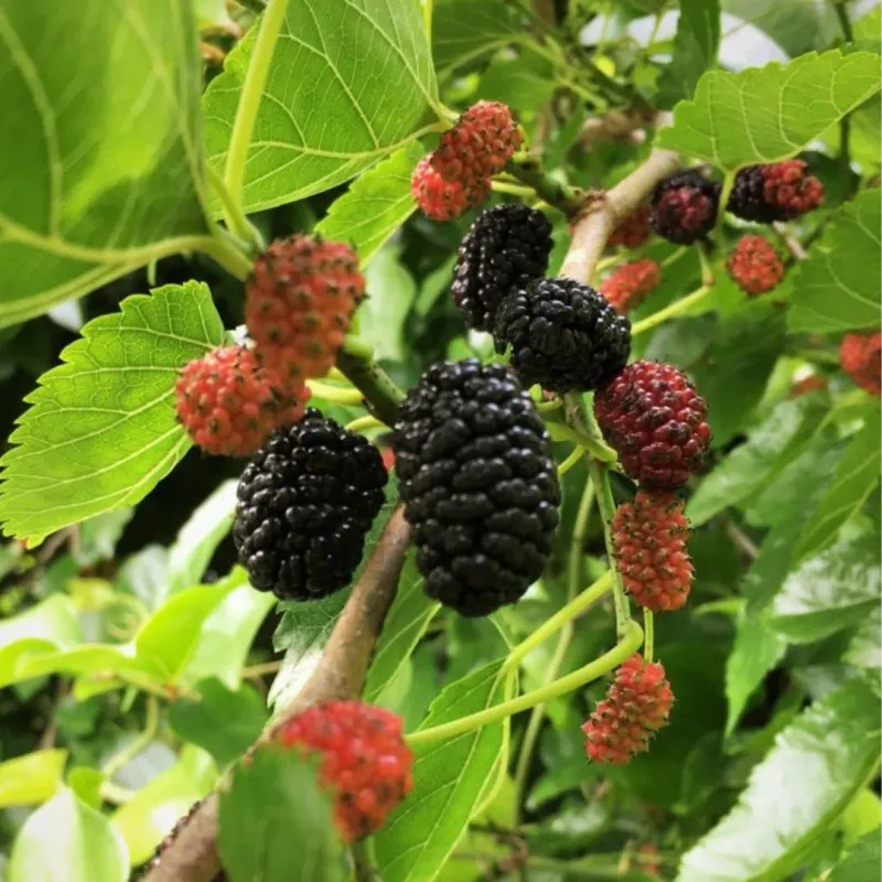 Mulberry Dwarf Everbearing - 3 Gallon
