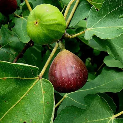 Fig Trees
