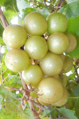 Muscadine Vines
