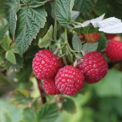 Raspberries