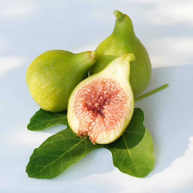 Fig Tree Kadota - 1 Gallon