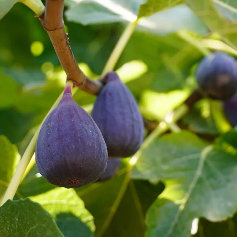 Fig Tree LSU Purple - 1 Gallon