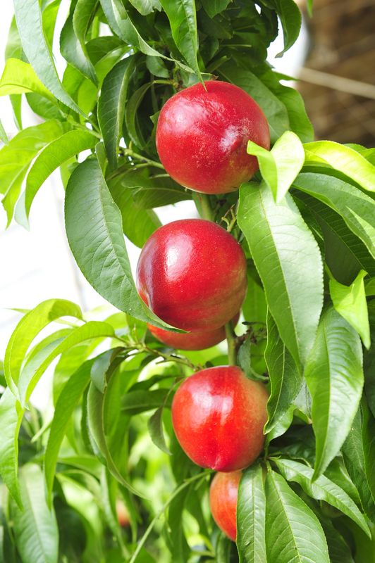 Nectarine Tree Mayfire - 5 Gallon