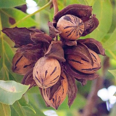 Pecan Trees